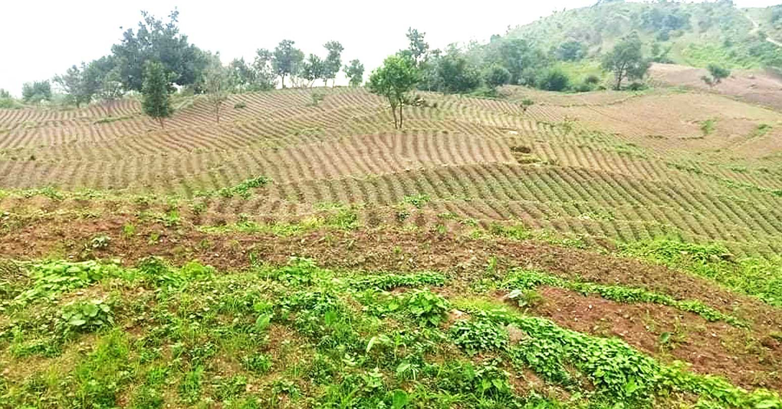 उत्पादन बढेपछि चक्लाबन्दीमा अकर्षित हुँदै किसान