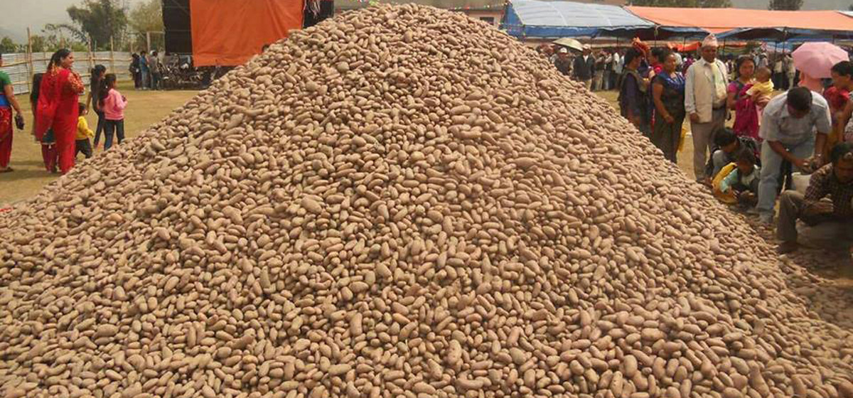 पोखरामा ‘आलु महोत्सव’