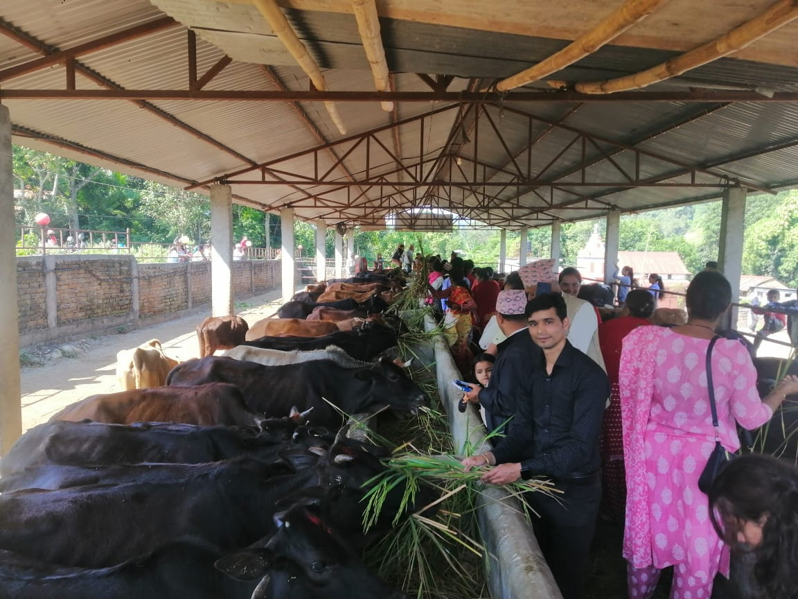 गाई संरक्षणबाट धार्मिक पर्यटनको प्रवर्द्धन