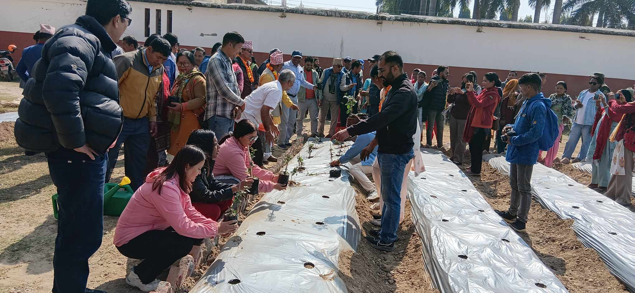 प्रणय दिवसको उपलक्ष्यमा टीकापुरलाई गुलाबको सहर बनाउने अभियान सुरु