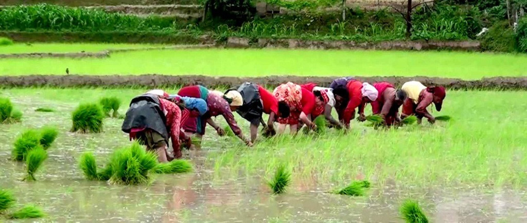 देशभर अहिलेसम्म झन्डै साढे १२ प्रतिशतमात्रै रोपाइँ