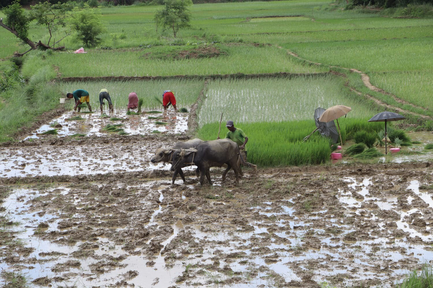 पर्याप्त पानी नपर्दा सर्लाहीमा करिब सात प्रतिशत रोपाइँ
