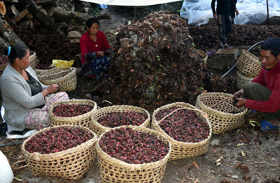 अलैँची भित्र्याउन किसानलाई भ्याइनभ्याइ