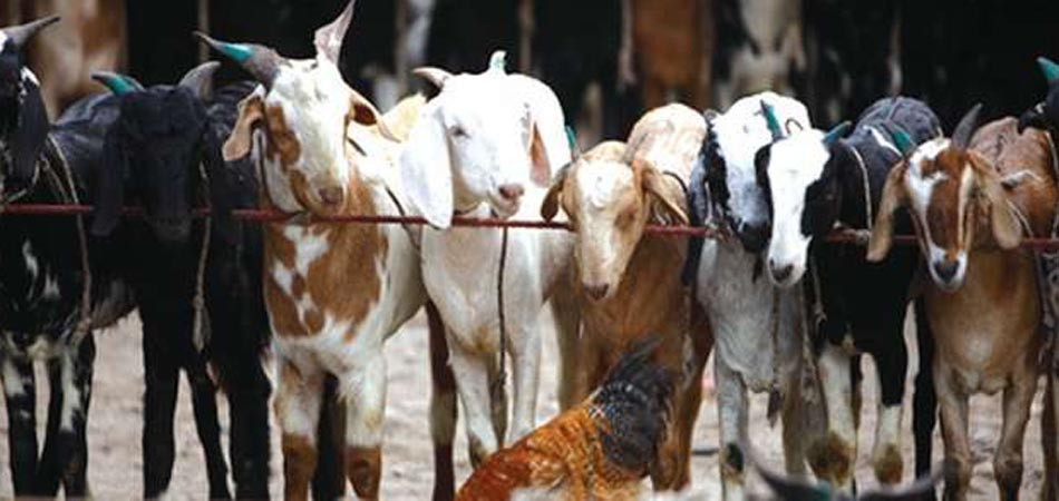 जीउँदो खसी किलोको ६८० रुपैयाँ पर्ने