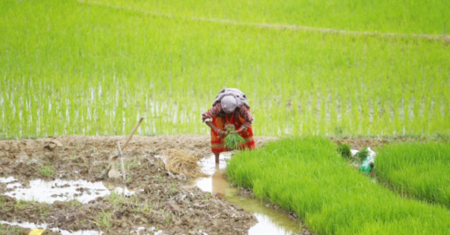 बारामा साउन मसान्तसम्म शतप्रतिशत रोपाइँ हुने