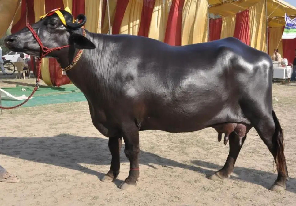 नेपाल भित्रिए १५ मुर्रा राँगा, तीन ठाउँमा राखिने
