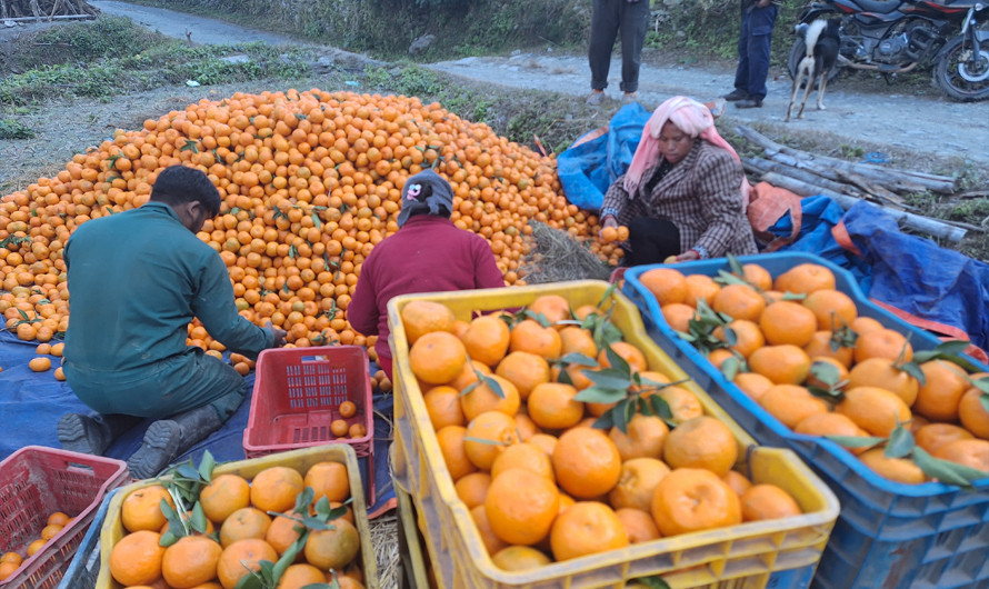 राखुगाउँबाट डेढ करोडको सुन्तला बिक्री