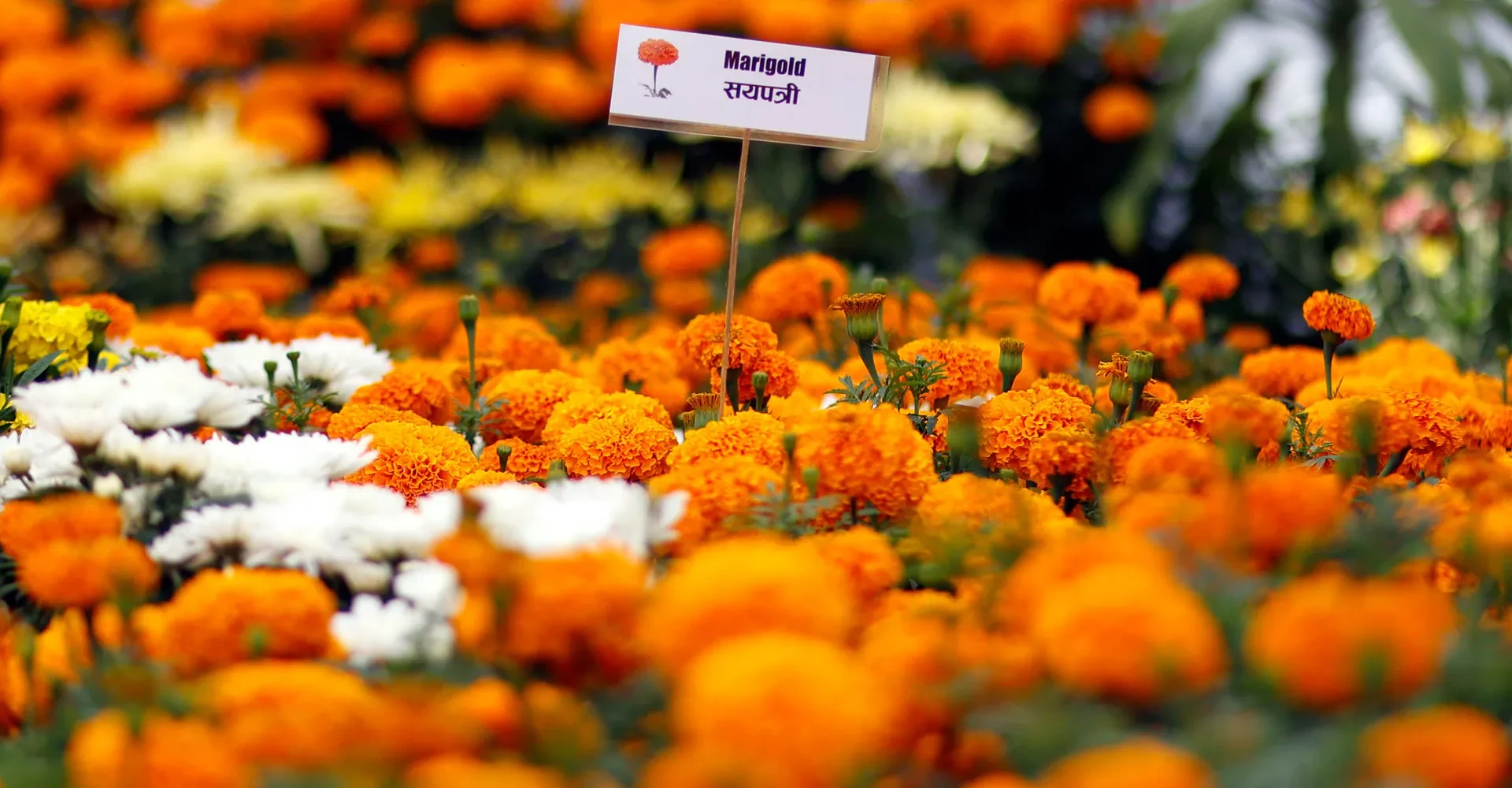 २७औँ ‘फ्लोरा एक्स्पो’मा १ करोड २२ लाख रुपैयाँभन्दा धेरैको कारोबार