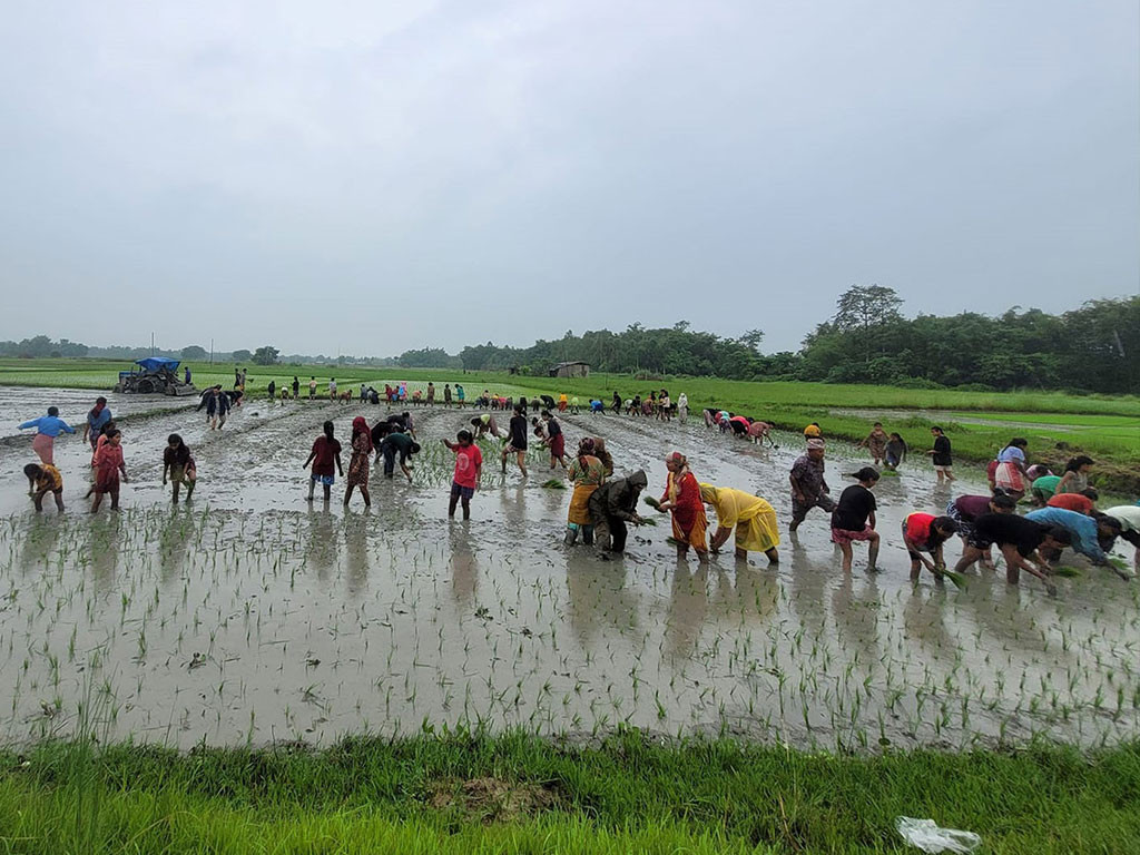 साउन दोस्रो सातासम्म ७७ प्रतिशत धान रोपाइँ