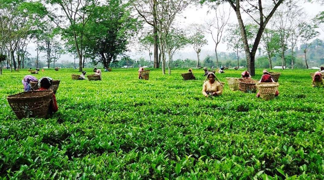 ज्याला वृद्धिको माग