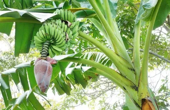 केराका थामबाट हस्तकलाका सामग्री