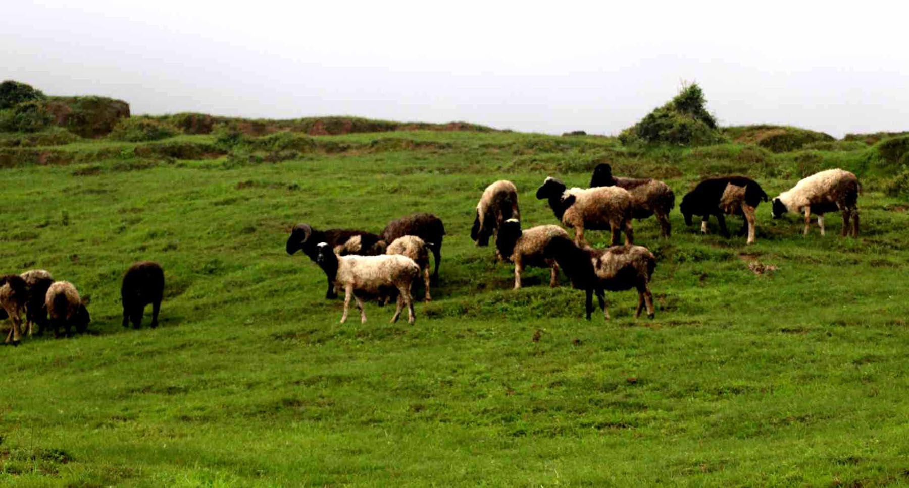 चरण क्षेत्रमा भेडा
