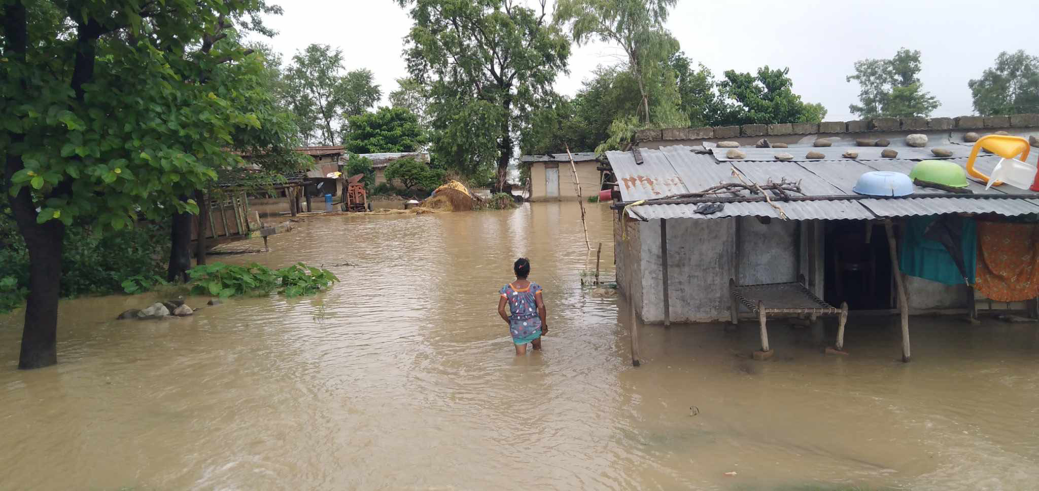 कैलालीः बाढीले धानबाली र विद्यालयमा क्षति