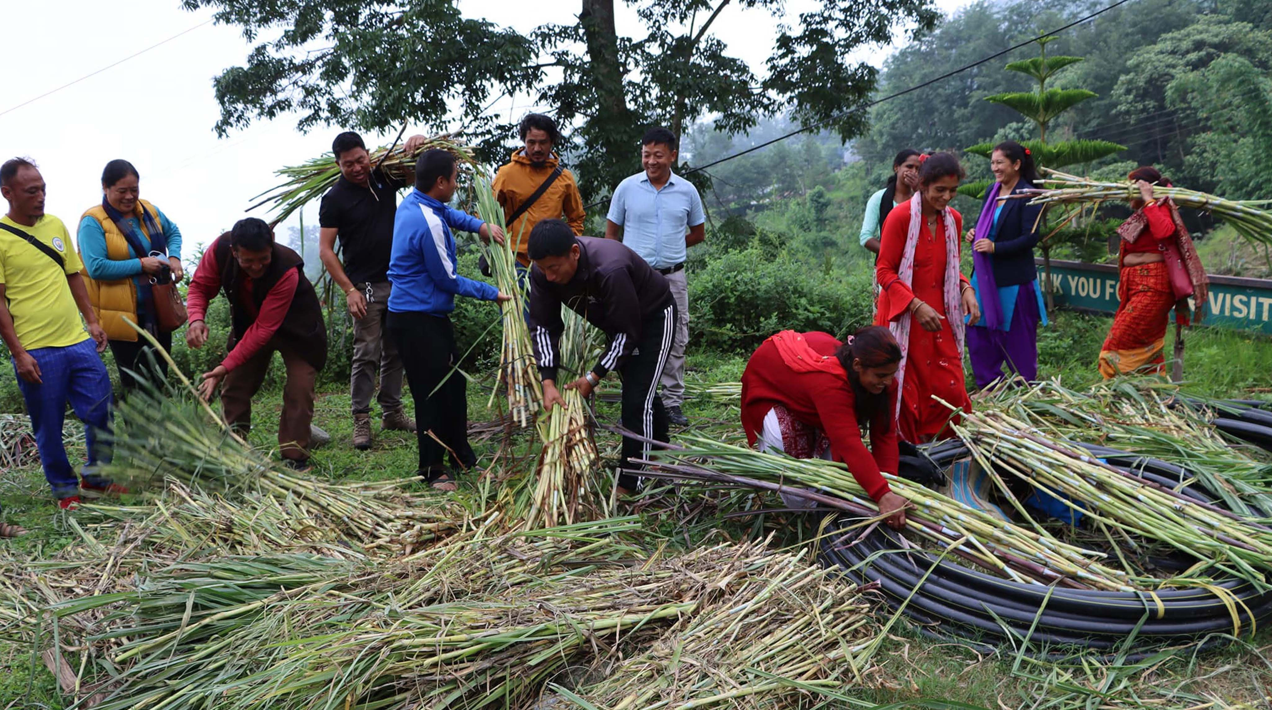 नगर उपप्रमुखले बाँडे निःशुल्क घाँसको बिरुवा