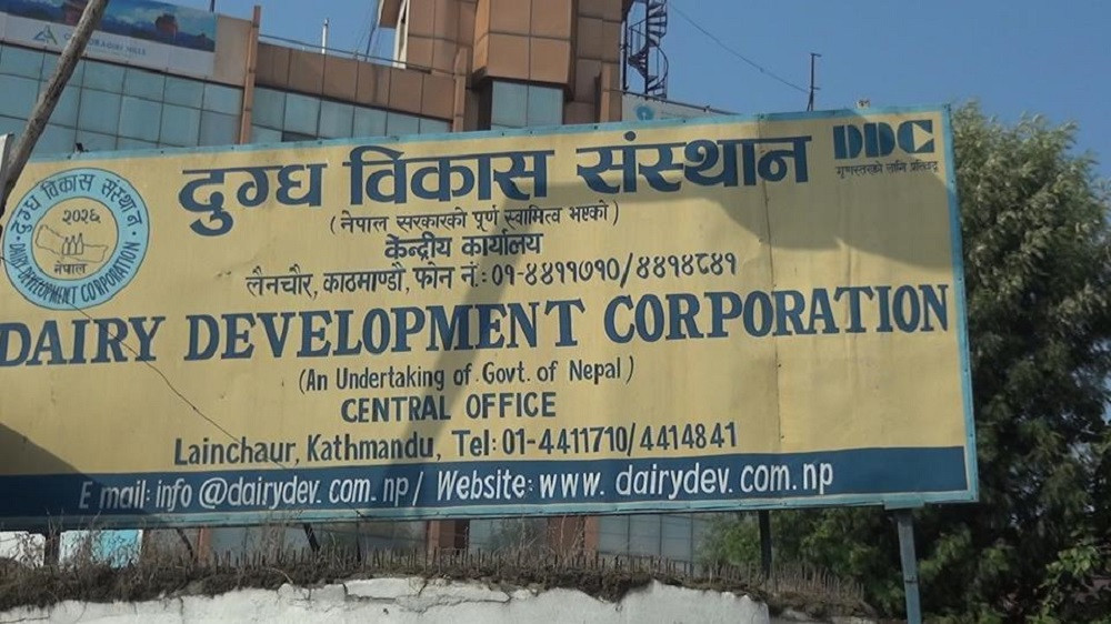 दुग्ध विकास संस्थानमा सुधारको संकेत : किसान भुक्तानी एक महिनाभित्र, बिक्री र निर्यातमा वृद्धि