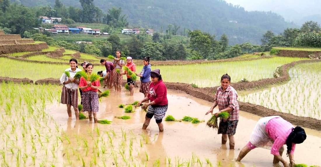 गण्डकीमा ६७ प्रतिशत मात्र रोपाइँ