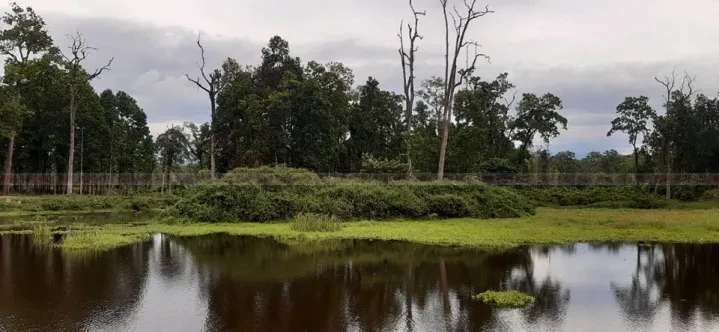 कानेपोखरीको भलुवा सिमसार अलपत्र