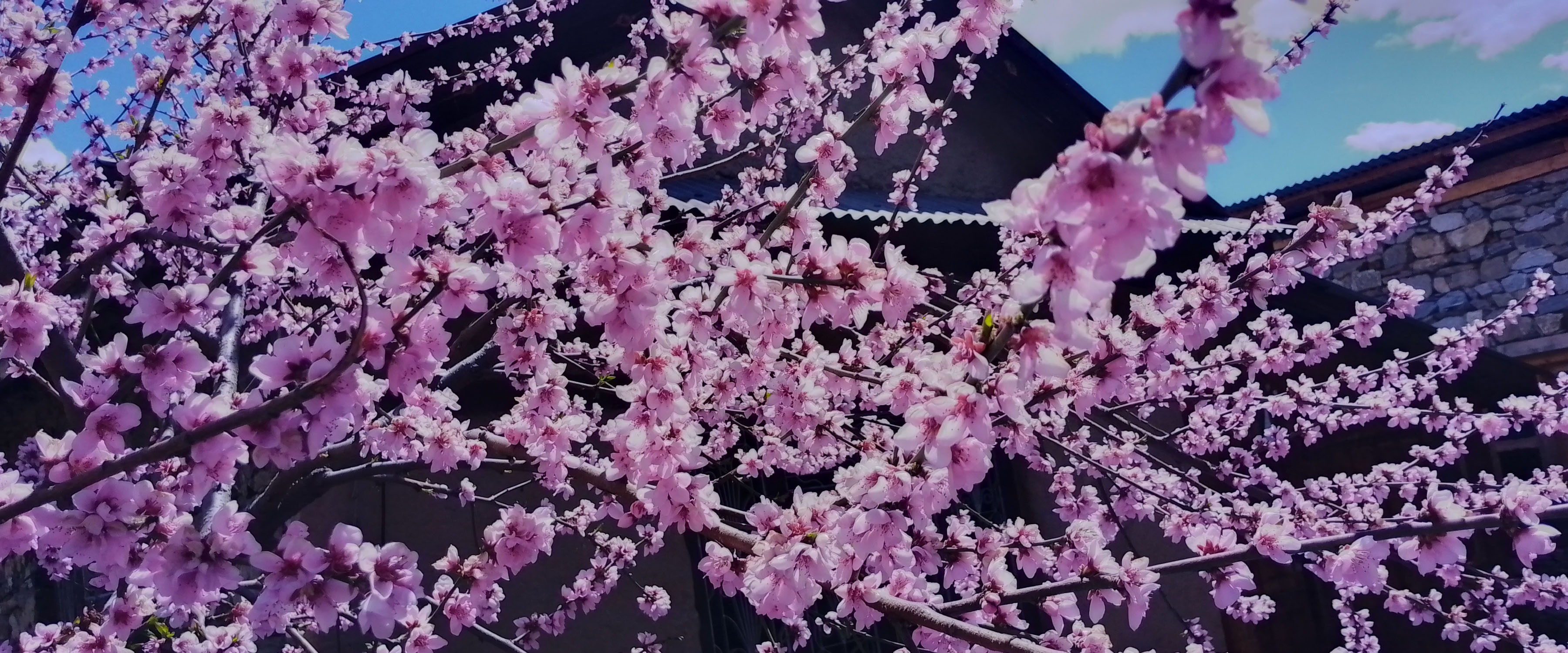 आरुको फूल