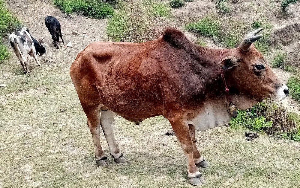 भोजपुरमा लम्पी स्किनबाट गोरु मरेपछि  रोपाइँ प्रभावित
