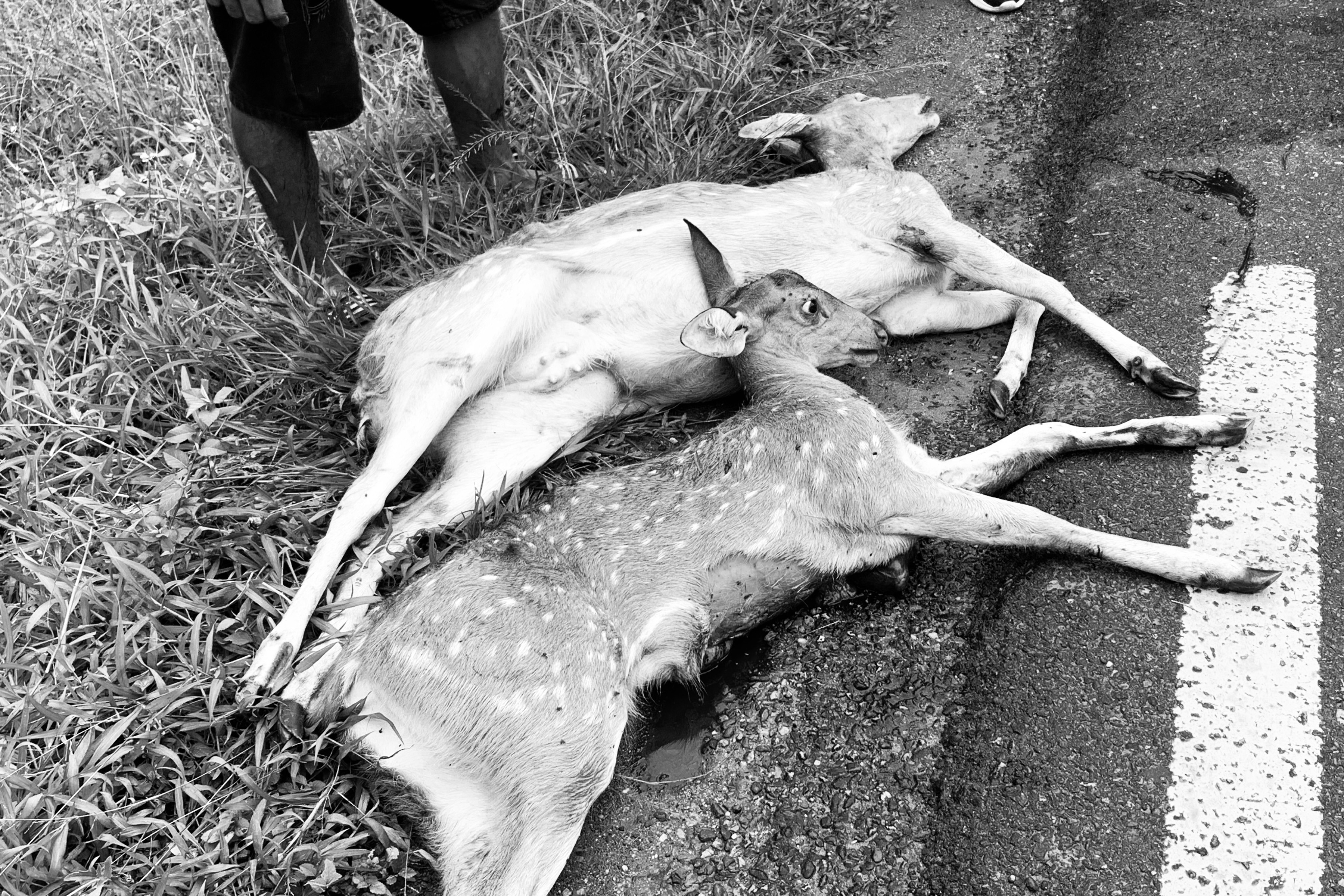 सवारीको ठक्करबाट दुई चित्तल मारिए