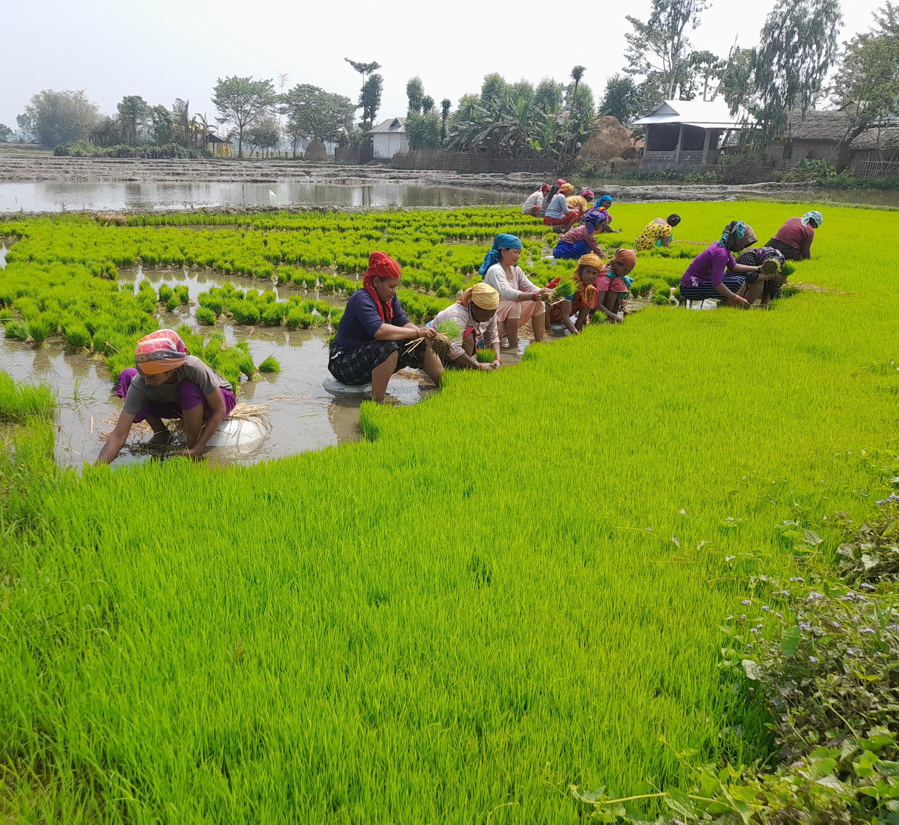 चैते धानको वीउ काढ्दै
