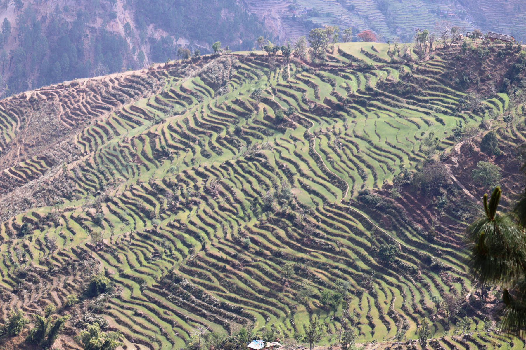 आकासेपानीको भरमा गहुँखेती