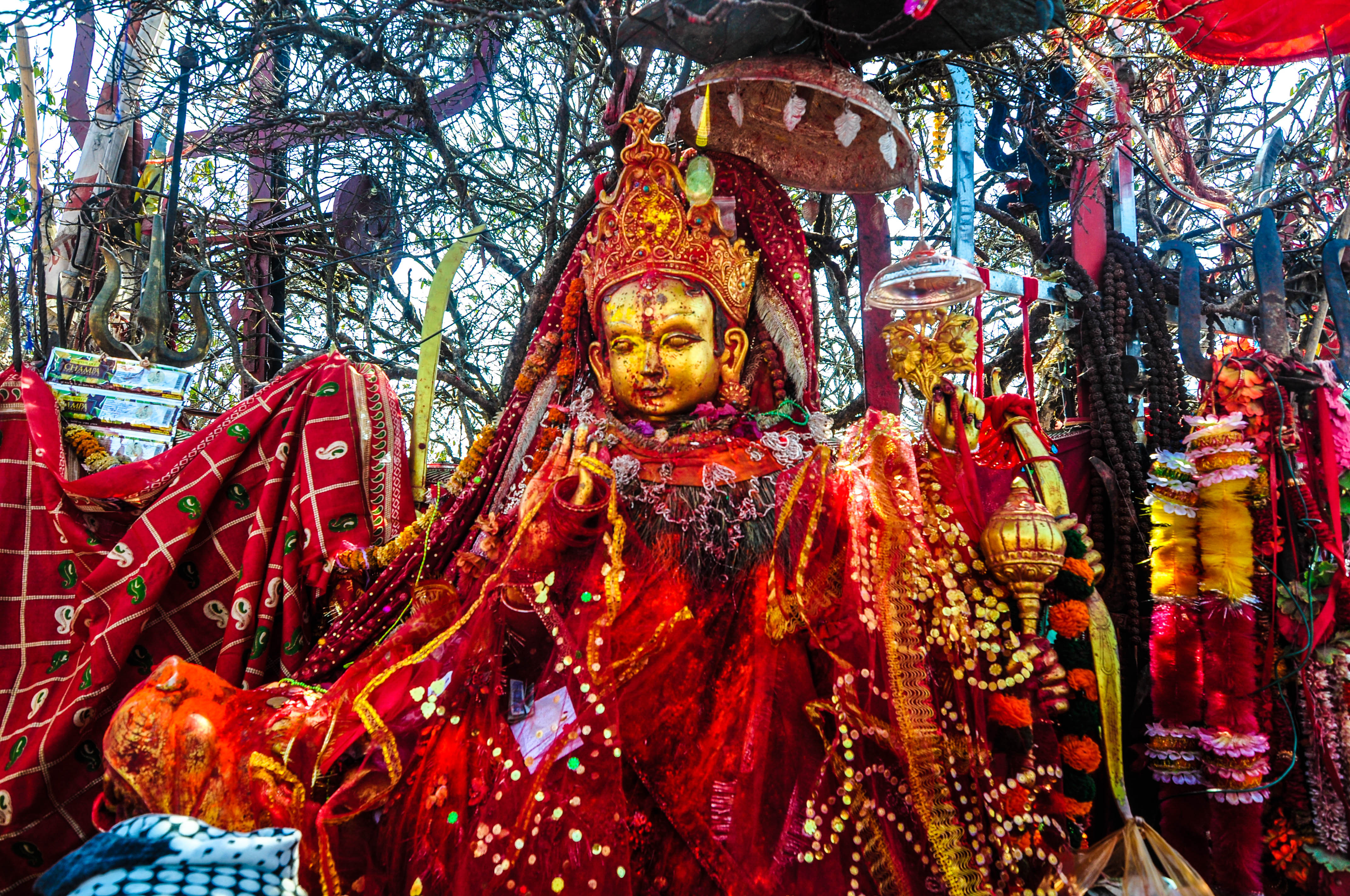 चैतमा पाथीभरामा ७५ लाख भन्दा बढी भेटी सङ्कलन