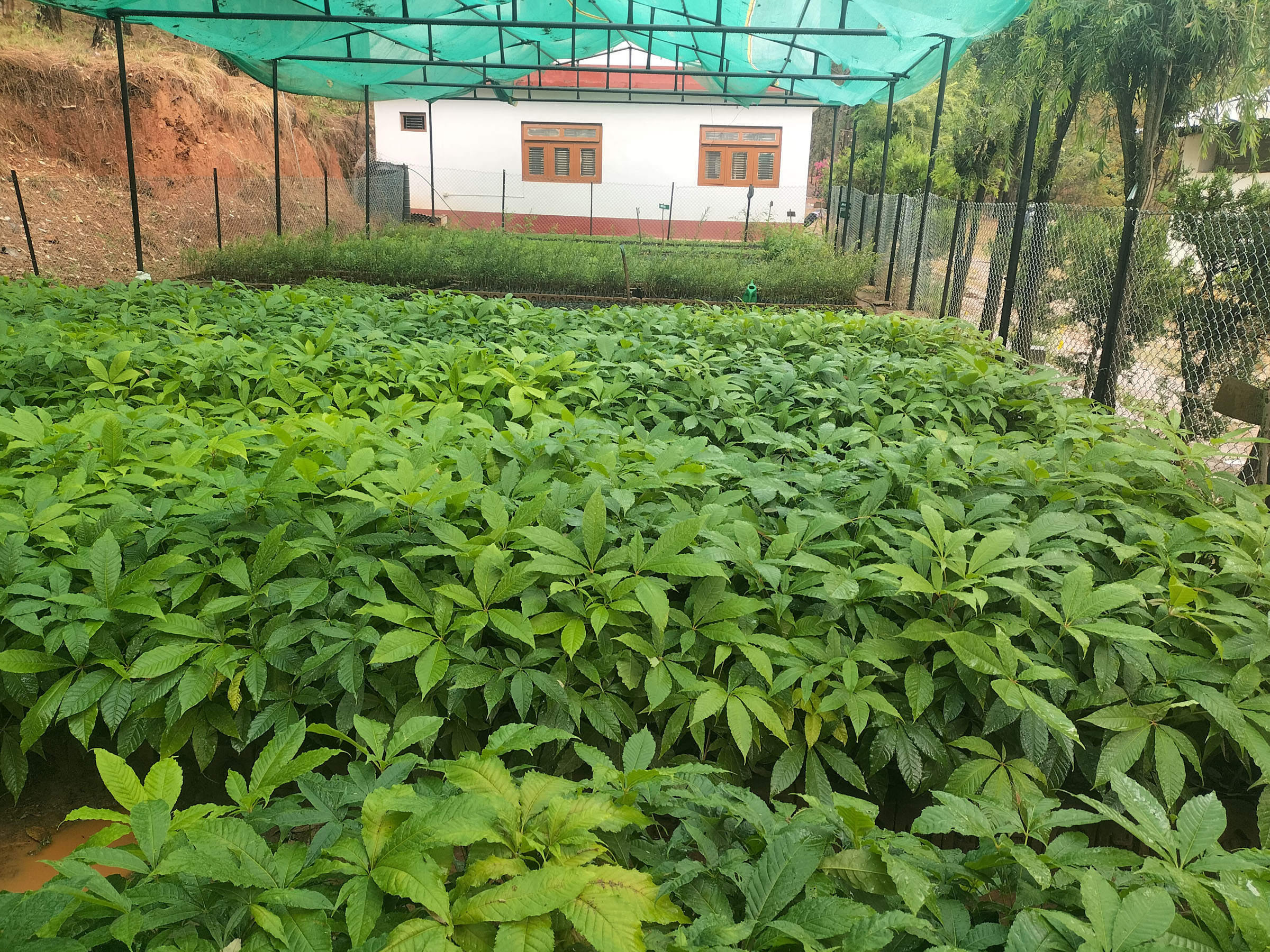 बिरुवा उत्पादन