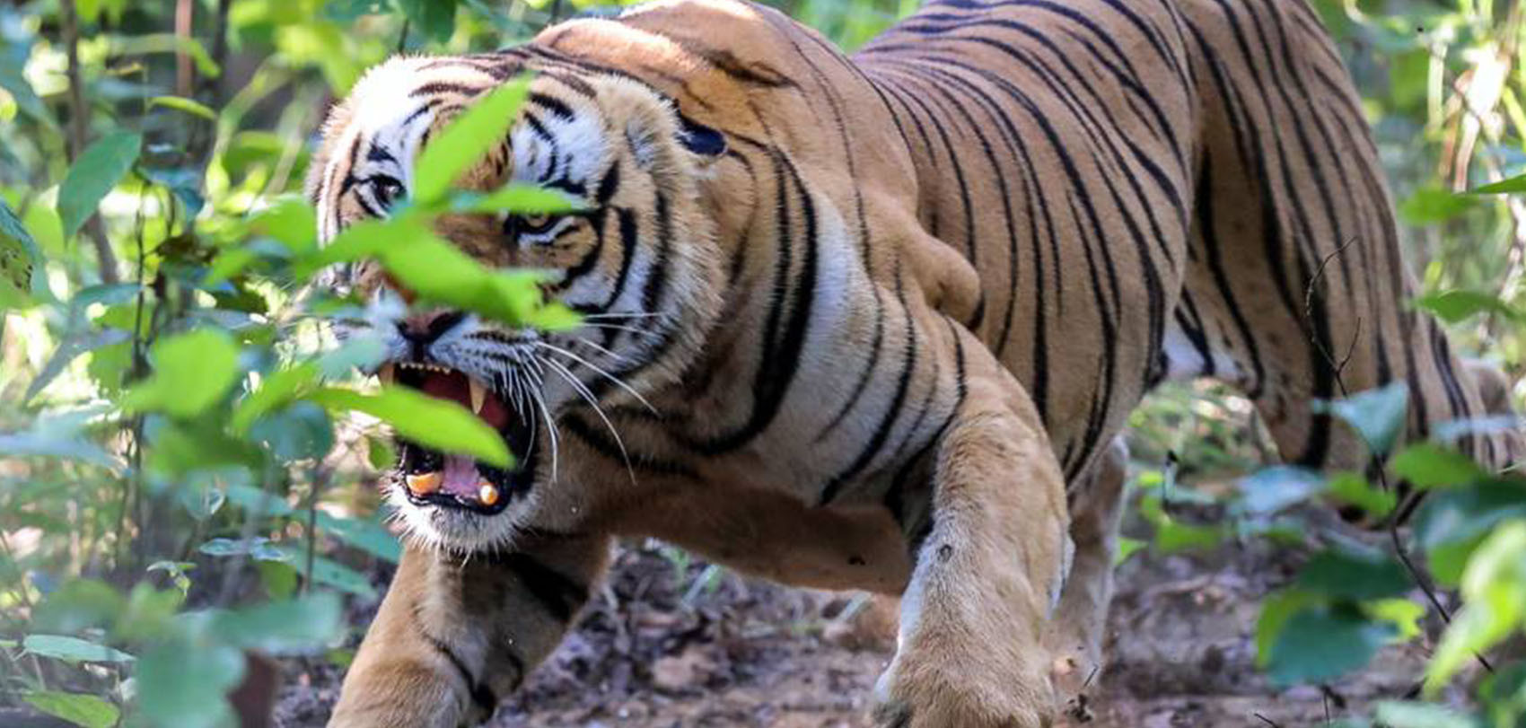 बाघको आक्रमणबाट मृत्यु