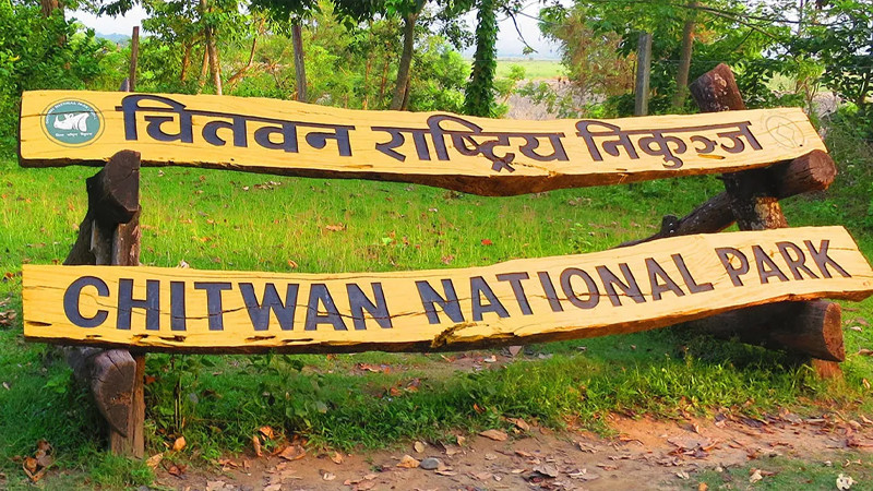चितवन निकुञ्जको कारबाहीमा परे ६५ जना