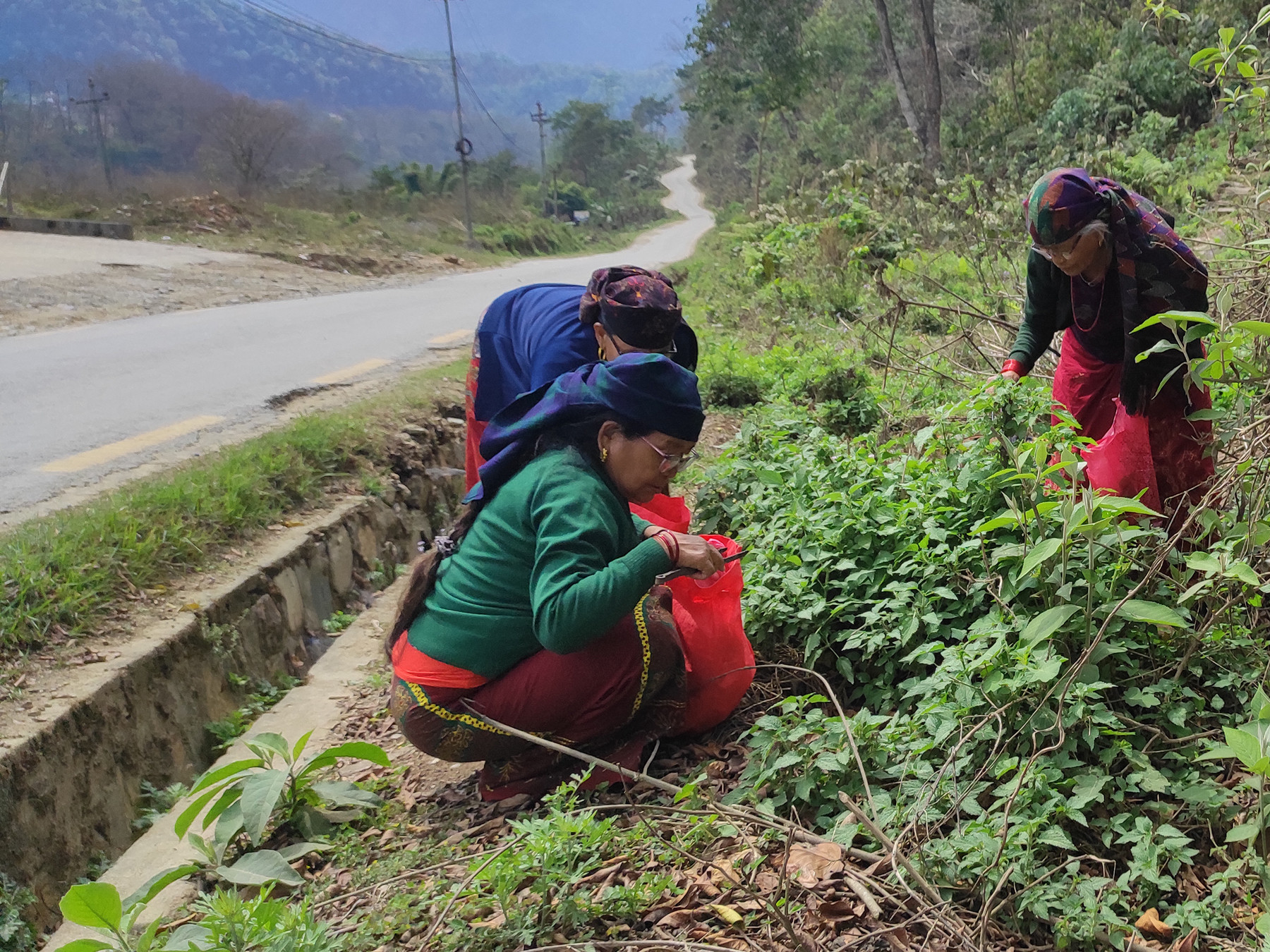 औषधिका लागि सिस्नु