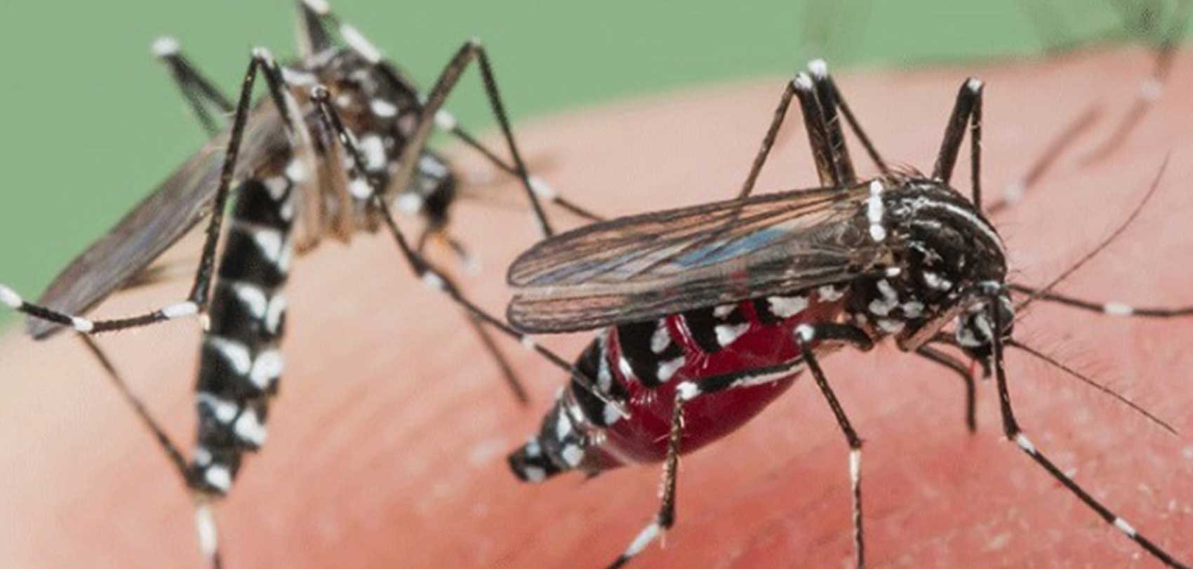 सुदूरपश्चिममा एक हजार छ सयमा डेङ्गु सङ्क्रमण, तीनको मृत्यु