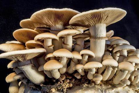 जङ्गली च्याउ खाँदा गुल्मीमा तीन जना बिरामी, पाल्पामा उपचार हुँदै