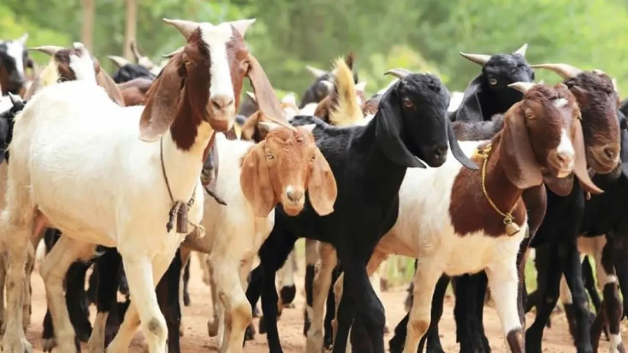 उपत्यकामा ५० हजार खसीबोका र च्याङ्ग्रा बिक्री हुने