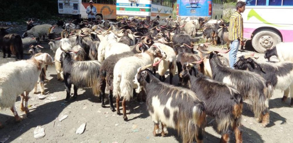 घट्यो दसैंका लागि ल्याइएको खसी-च्यांग्राको भाउ
