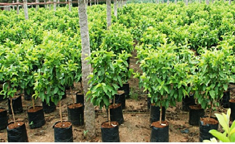 बाँझो जमिनमा फलफूलाका बिरुवा उत्पादन