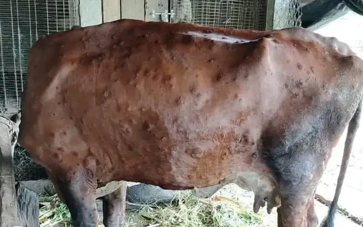 ललितपुरमा ‘लम्पी स्किन’ बढ्दो