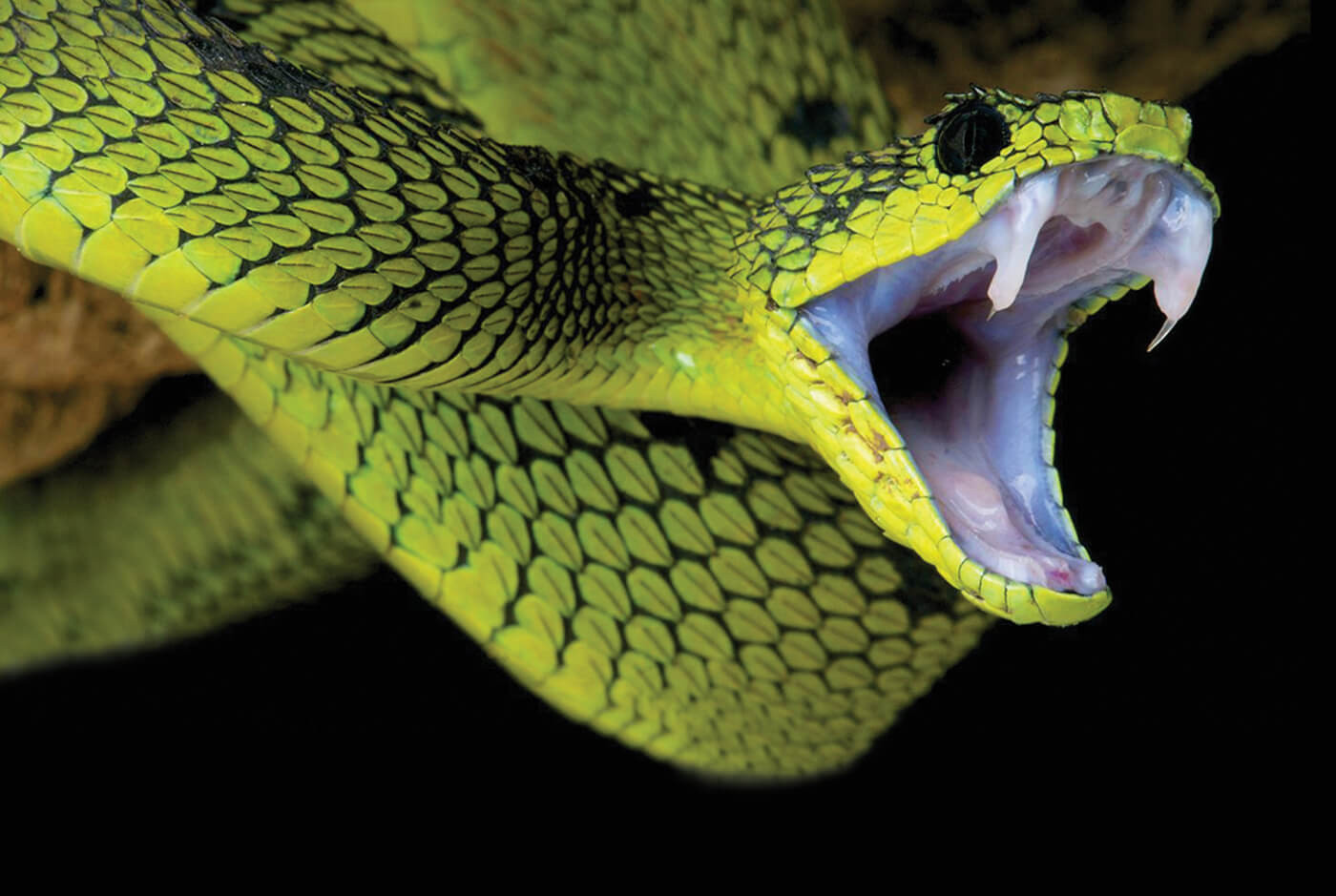 अस्पताल पुर्‍याए बाँच्छन् सर्पदंशका बिरामी